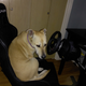 Illustration for article titled Doggo still not old enough to drive, even on a sim.